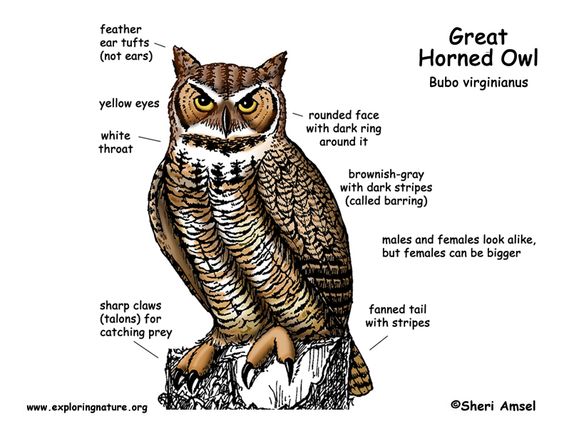 Barn Owl Labelled Diagram Barn Owl Labelled Diagram