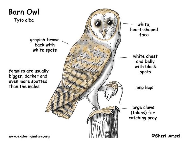 Owl body parts clipart 