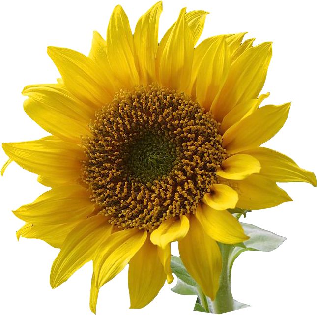 Sunflower field clipart – Gclipart 