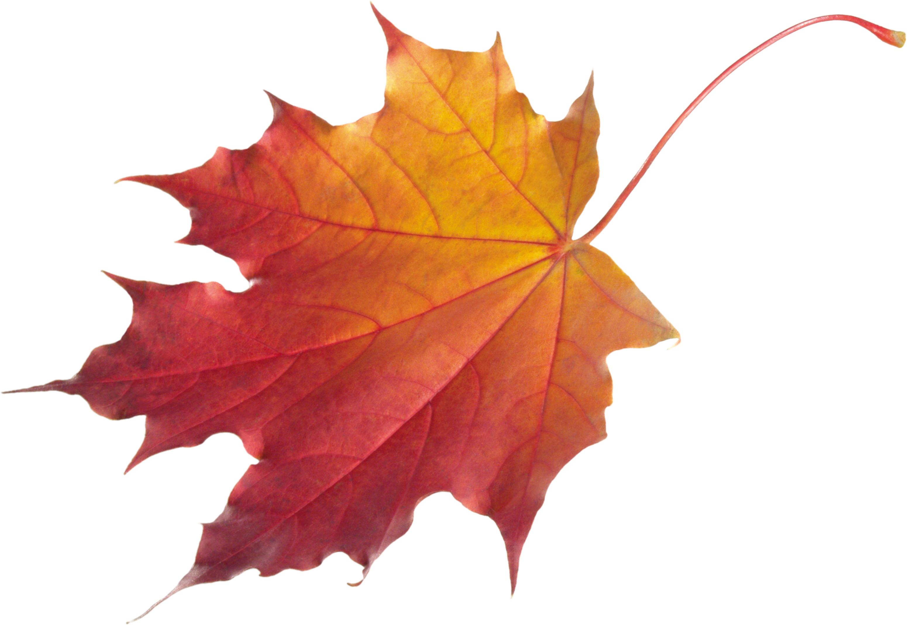 transparent autumn leaf png - Clip Art Library