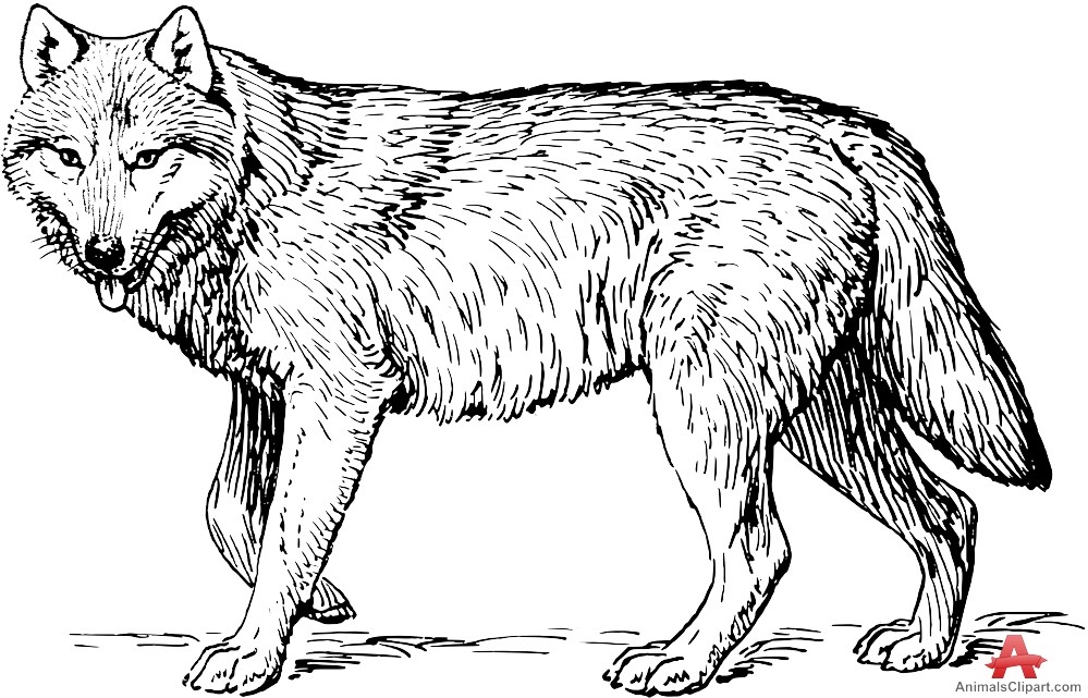 Wolf drawing clipart 