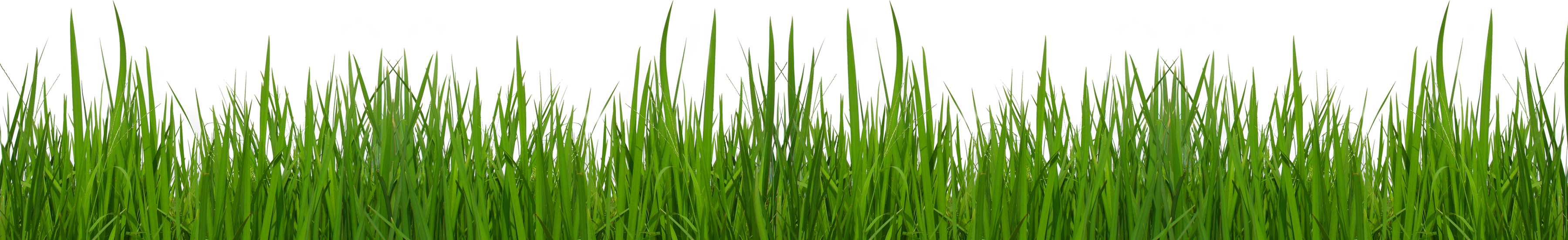 Grass Clipart 