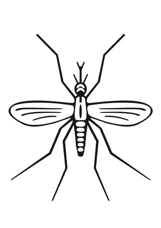 Coloring page mosquito 