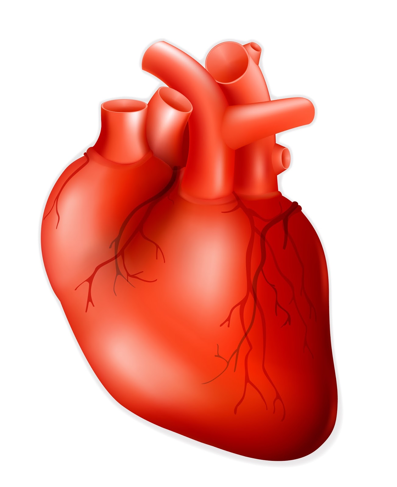 Human Heart Pictures Clip Art 