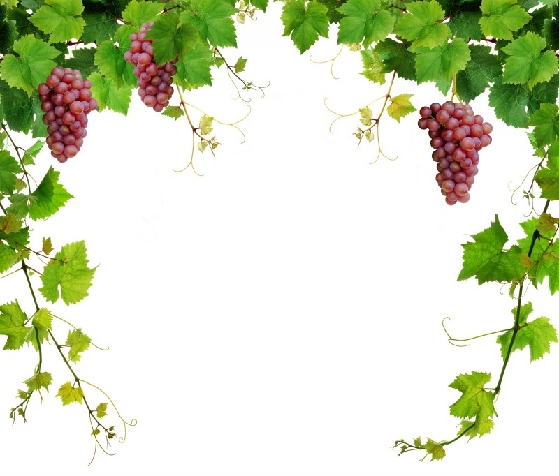 Clip Art Common Grape Vine Portable Network Graphics - vrogue.co