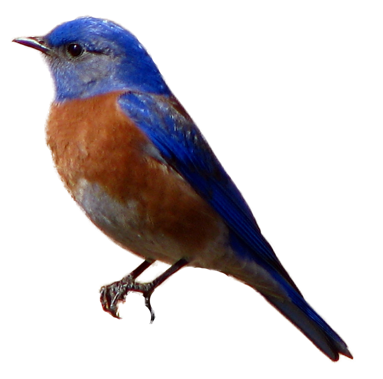 Selected Bird Image 
