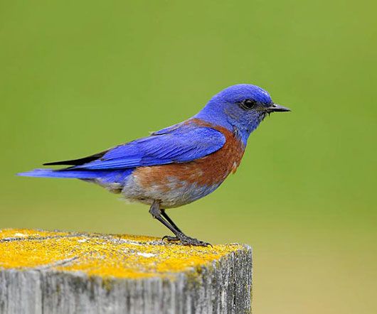 western bluebird - Clip Art Library