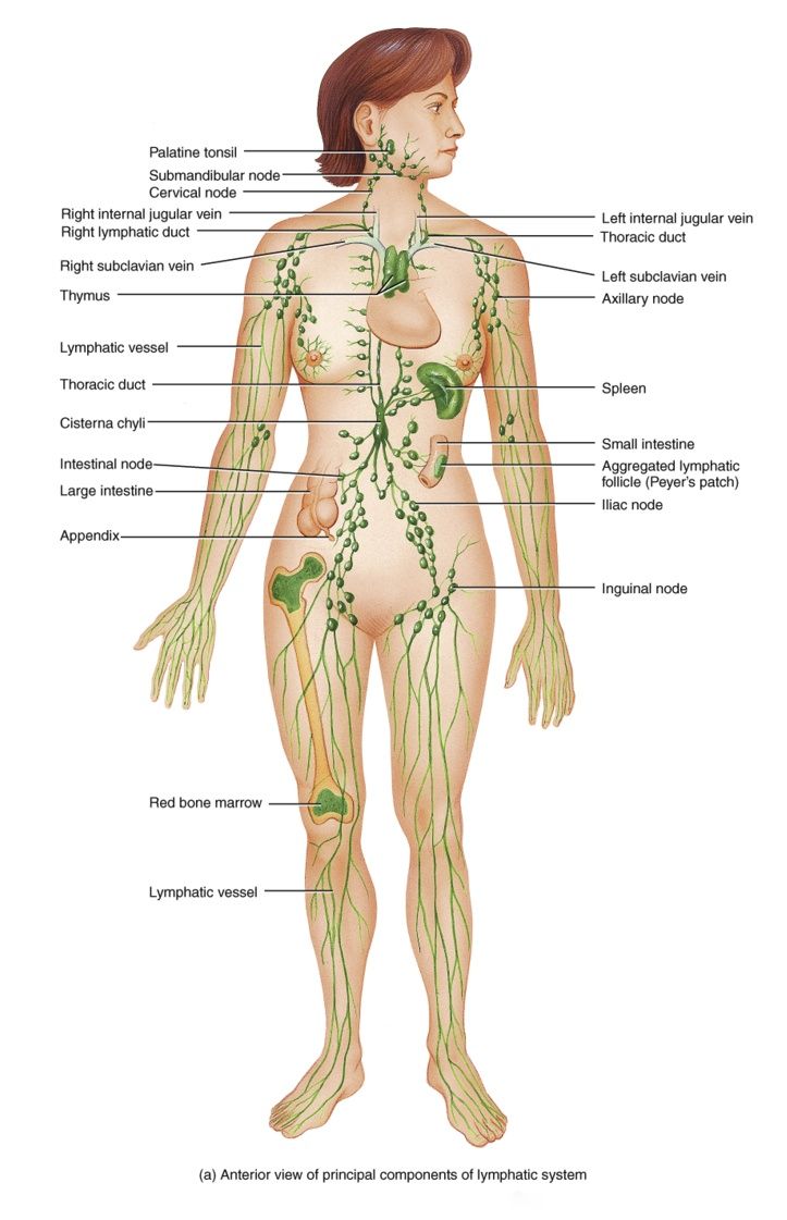 Лимфатические узлы на теле человека