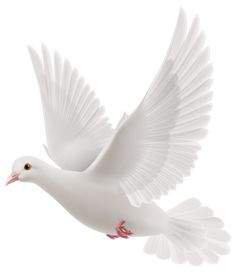 White Beautiful Delicate Dove PNG Clipart Picture 