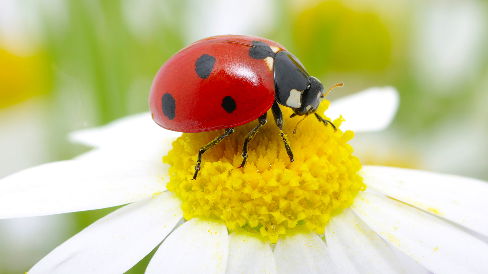 Nature Ladybug Cliparts