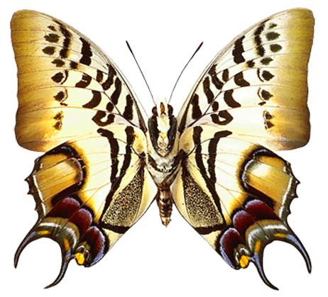 PNG Transparent Real Butterfly Clipart 