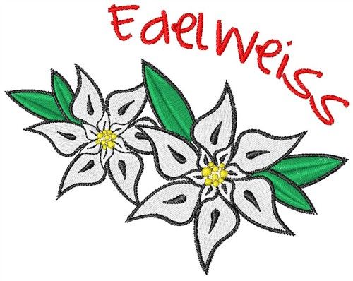 edelweiss flower clip art - Clip Art Library