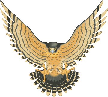 Falcon Clipart 