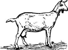 goat line drawings 