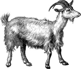 Free Vintage Goat Cliparts, Download Free Vintage Goat Cliparts png ...