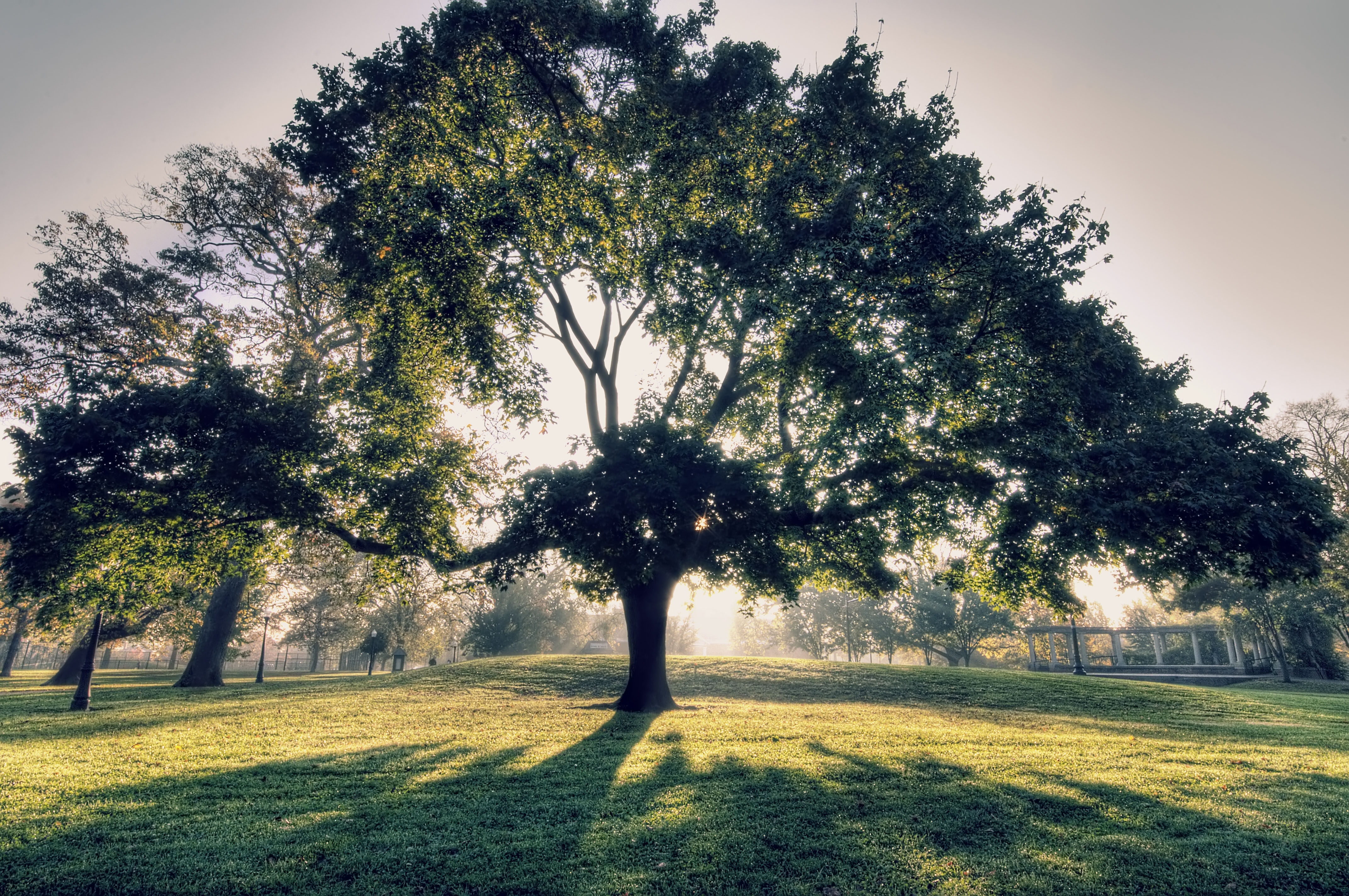 Под деревом (большое количество фото) - treepics.ru