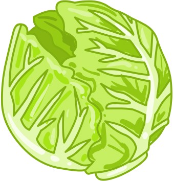 Head of lettuce clipart transparent 
