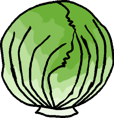 Head of lettuce clipart transparent 