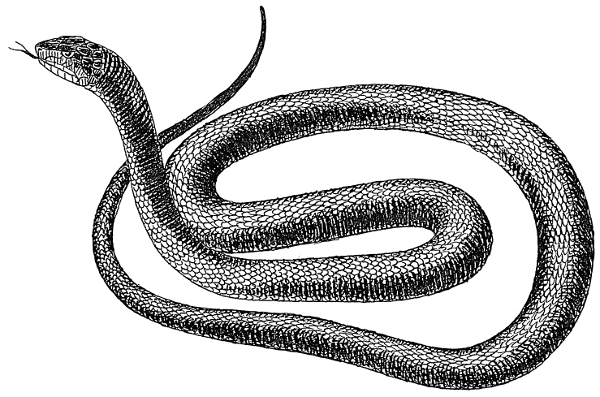 Snake Black And White Clipart 