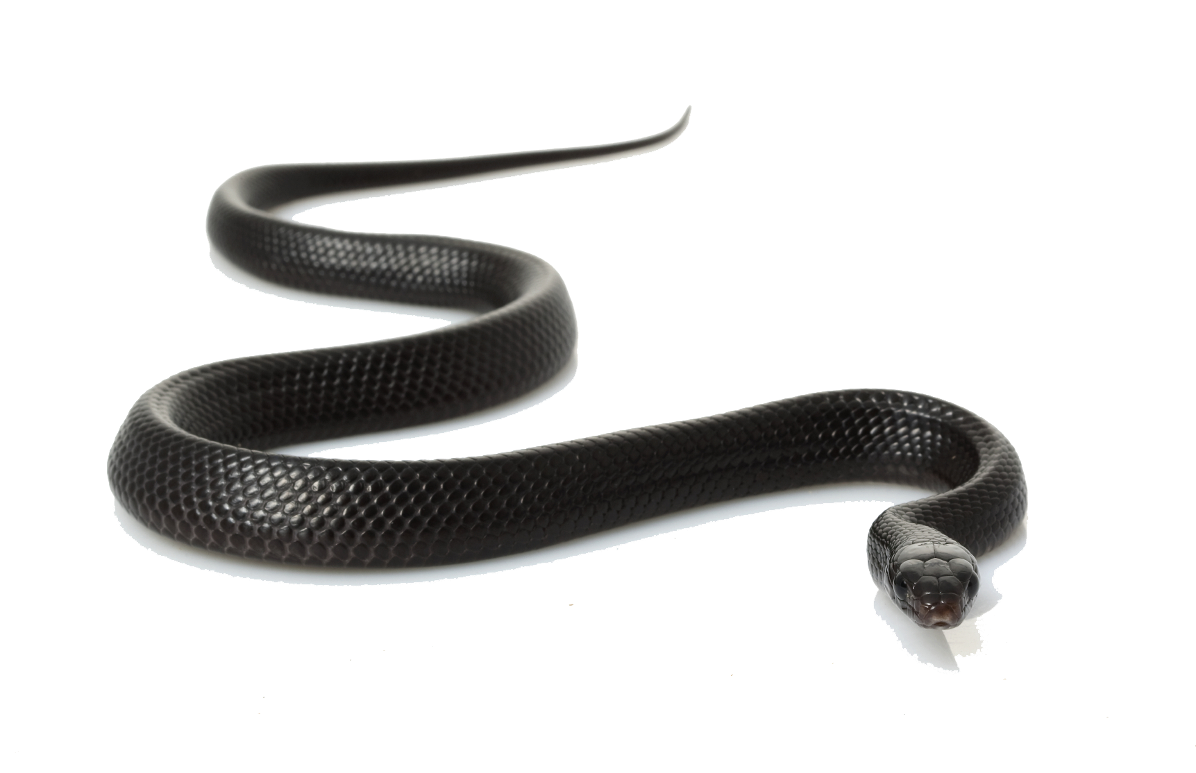 Black Snake PNG Clipart 