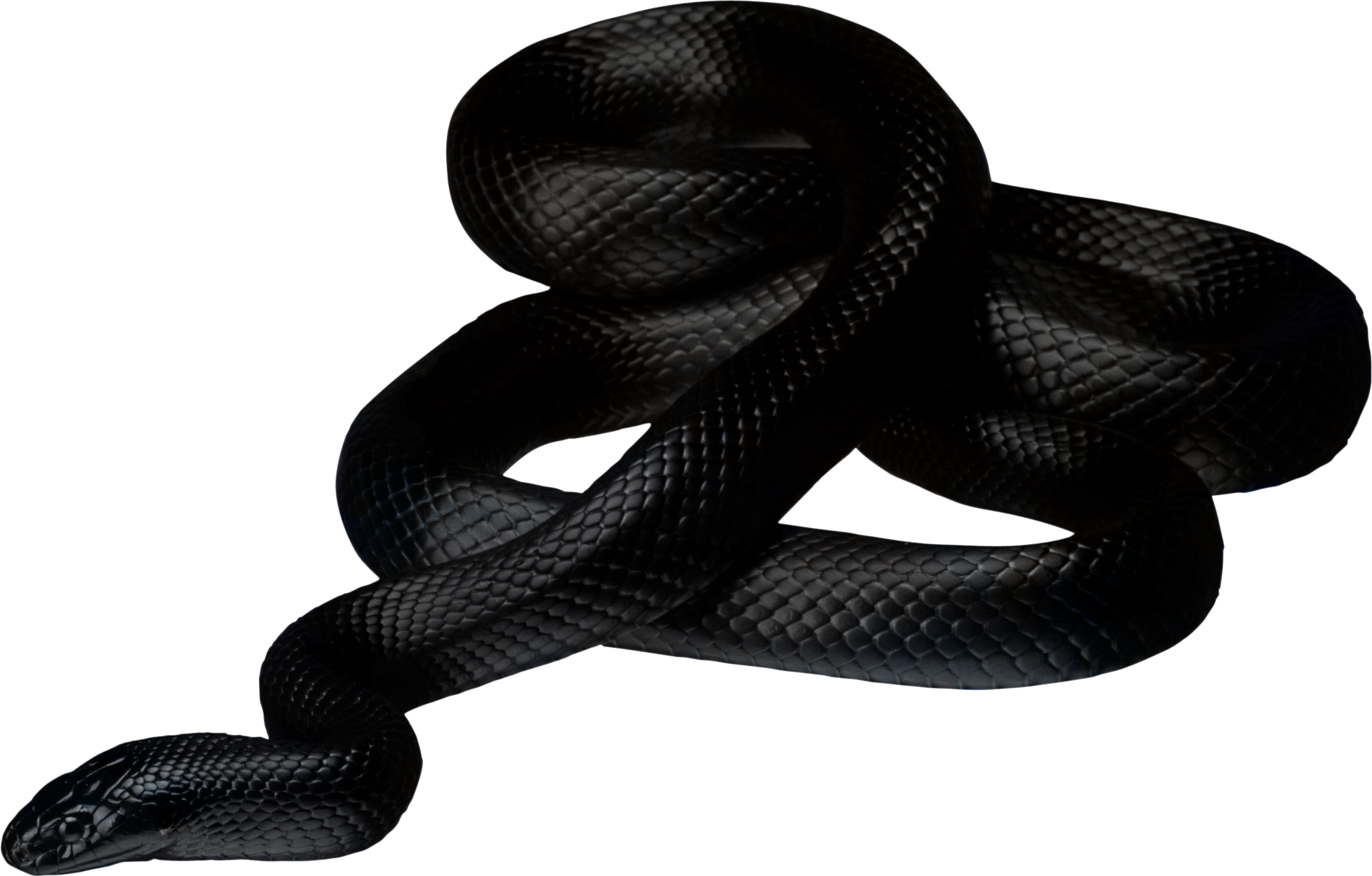 snake_PNG4085.png 