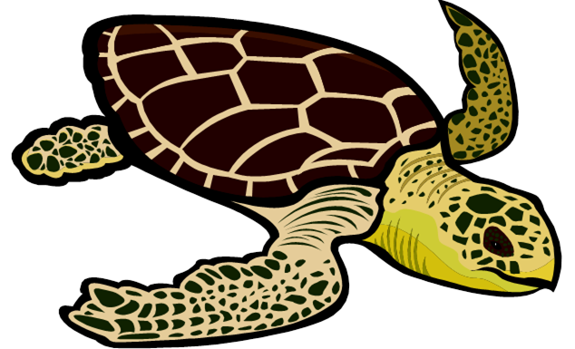 Green sea turtle clipart 