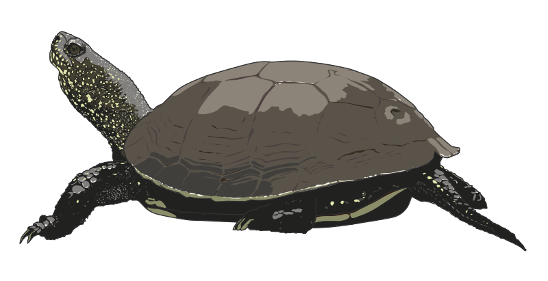 Free Sea Turtles Cliparts, Download Free Sea Turtles Cliparts png