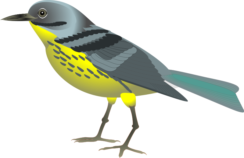 Realistic Bird Clipart 