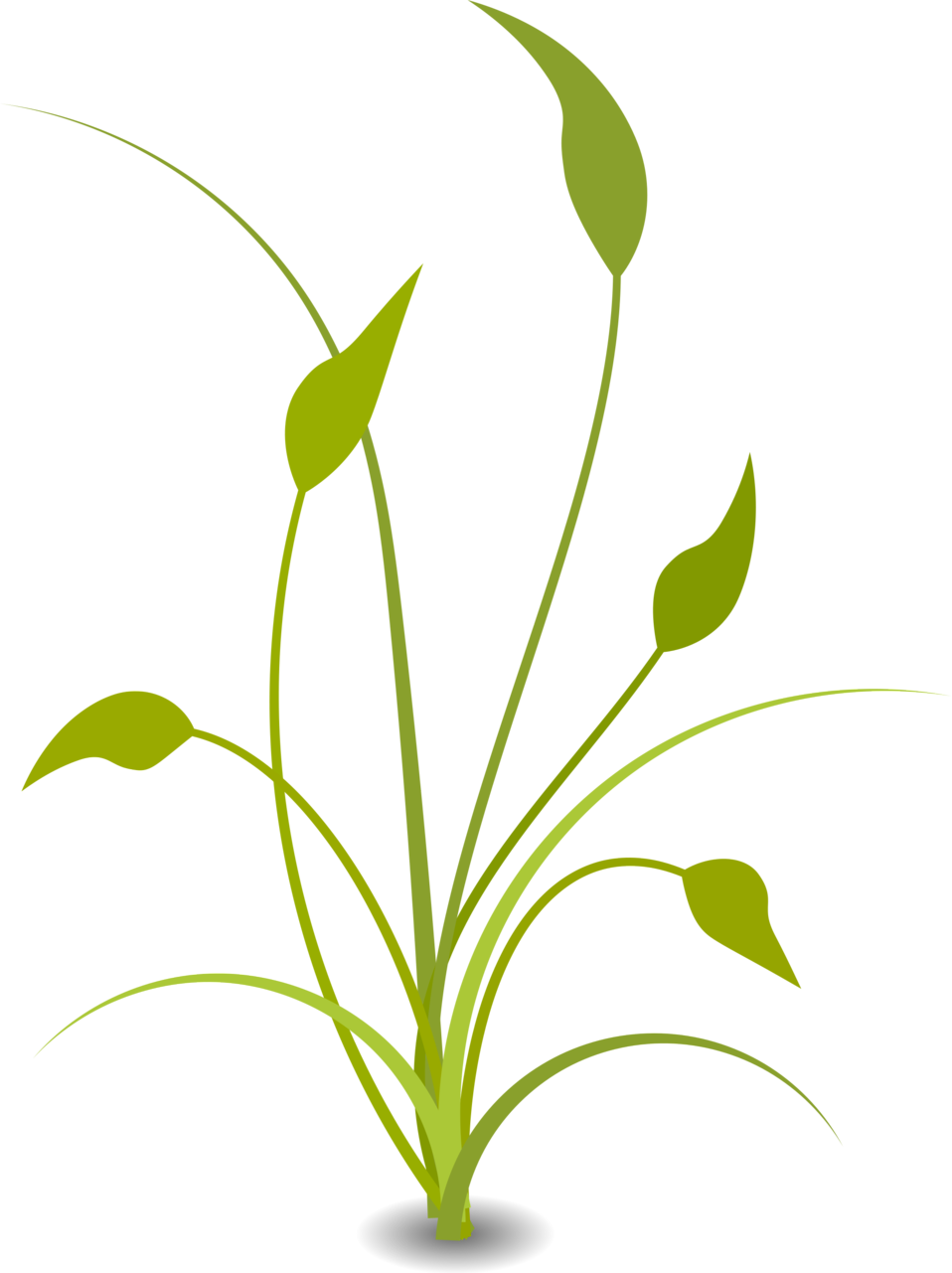 File:Arrowhead plant (PSF).png - Wikimedia Commons