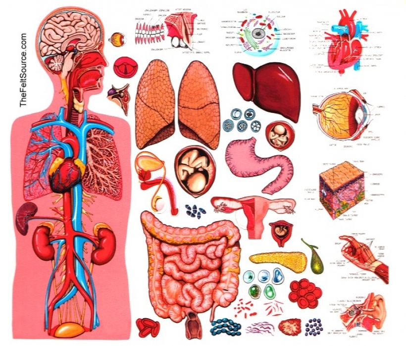 human anatomy illustration clipart free