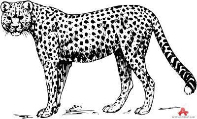 Black leopard clipart hd 