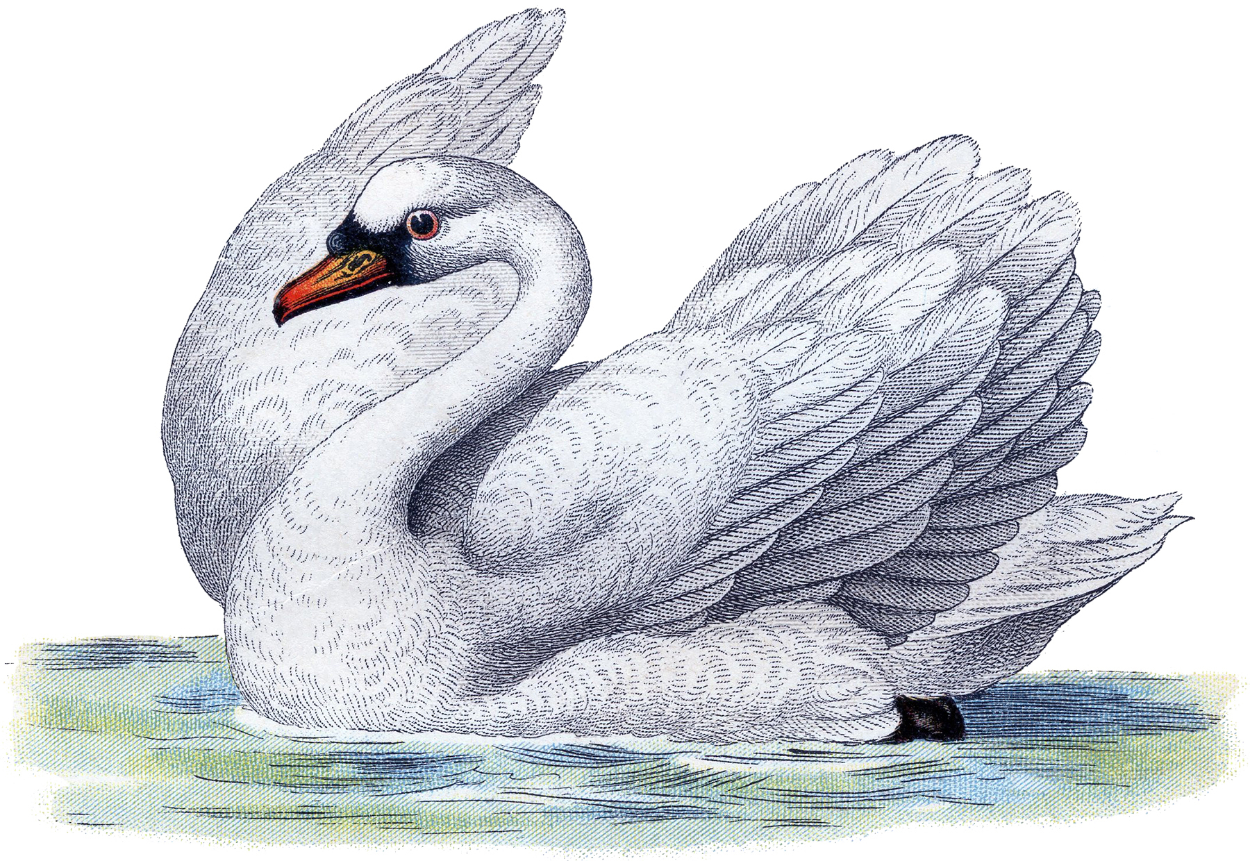 Best Free Swan Image! 