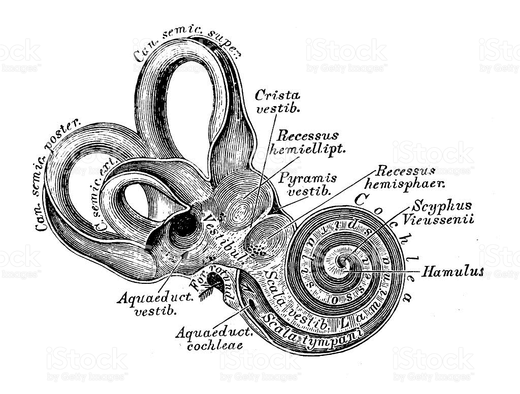 Human Anatomy Scientific Illustrations Ear And Auditory System