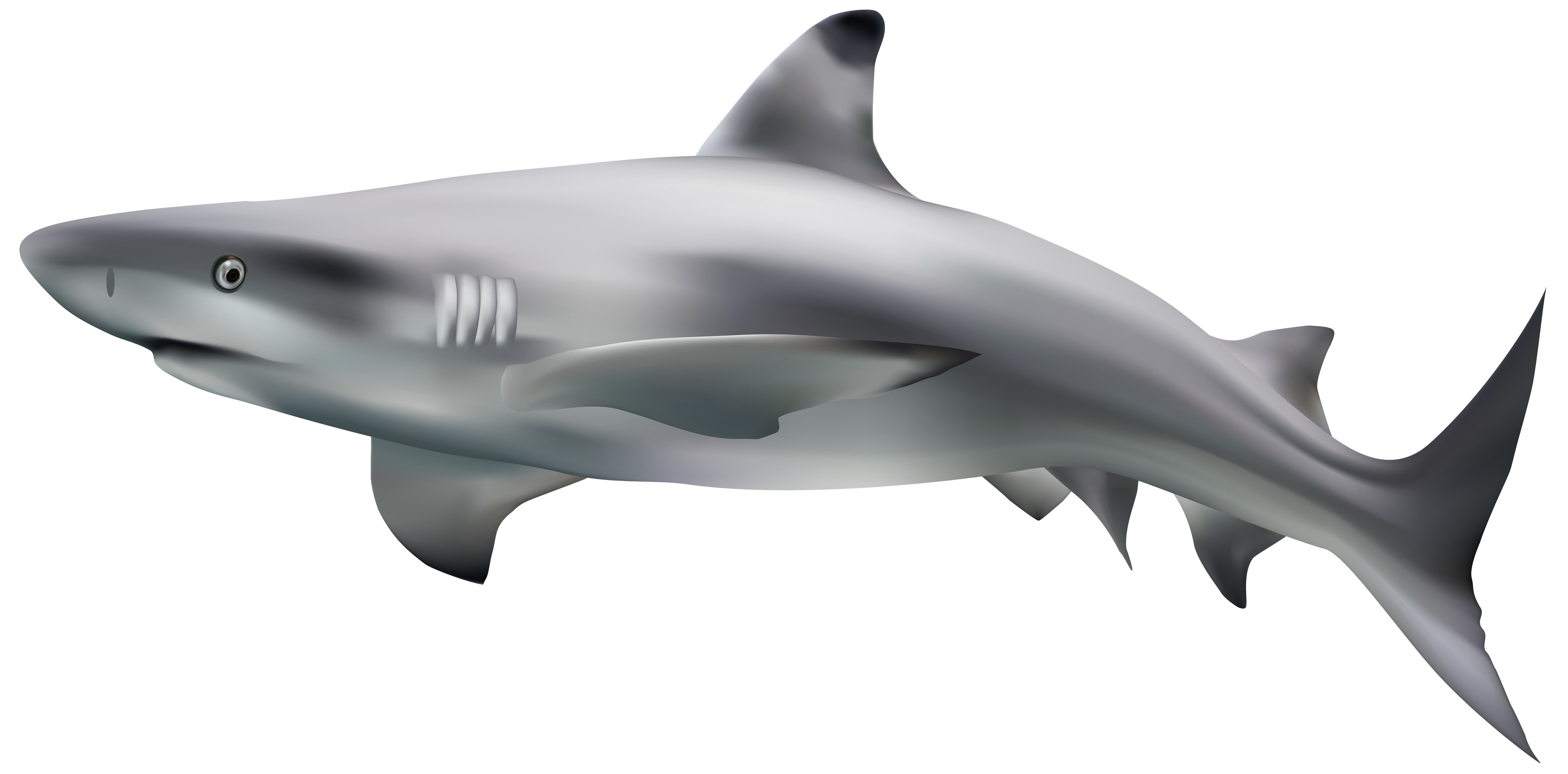 Shark Transparent Clip Art Image 