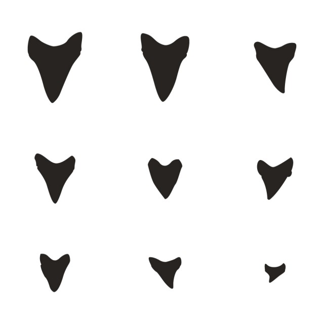 Shark teeth silhouette clipart 