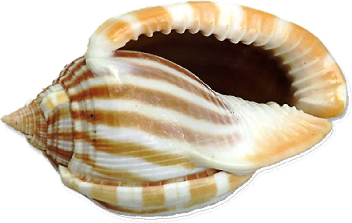 Прозрачный моллюск. Харония Тритонис. Chamelea Gallina моллюск. Морская раковина. Ракушки морские.