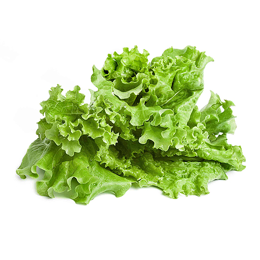 Lettuce Leaf Stock Photography Image 12918622 