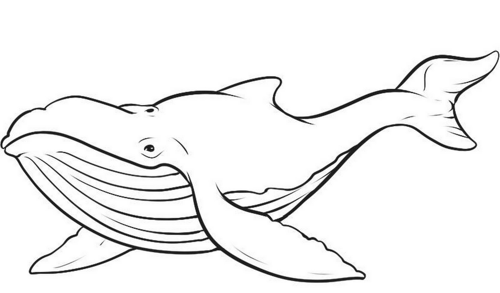 draw a humpback whale - Clip Art Library