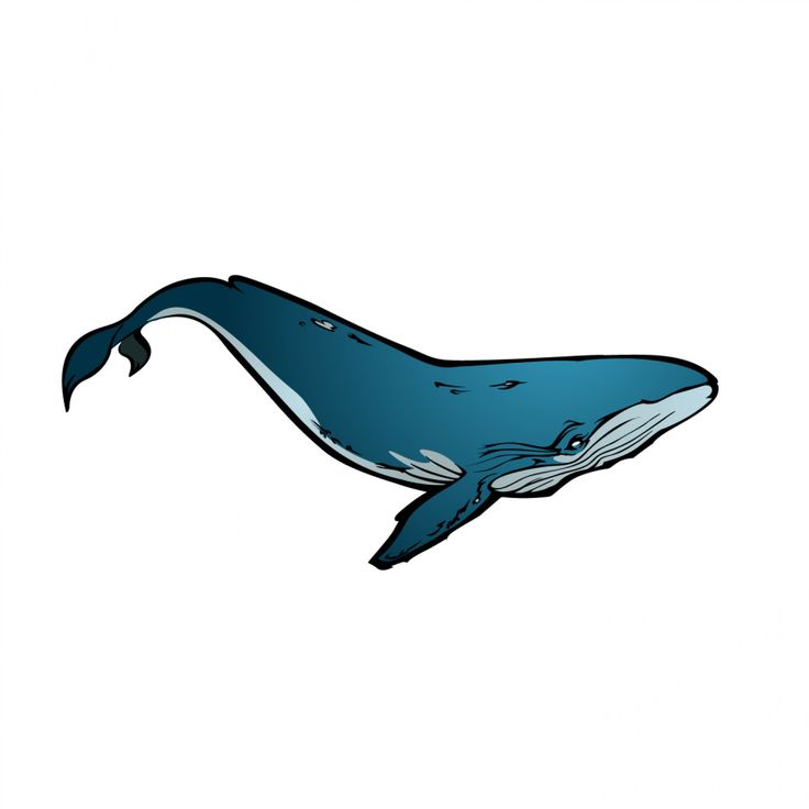 Whale Illustrations 