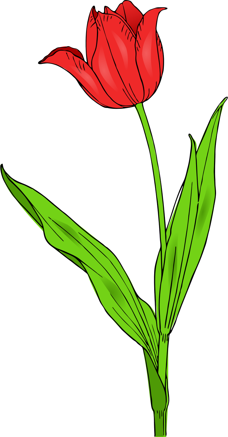 Spring Flower Clipart Png 