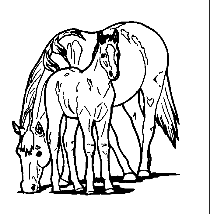 Black And White Pictures Of Animals 