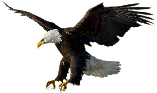 American eagle clipart with white background 