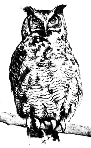 Owl Drawings Great Horned Owl 