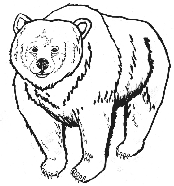 Black And Bear Drawing 