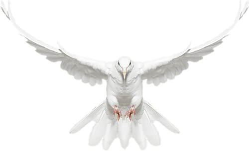 White Dove in Flight Free Clip 