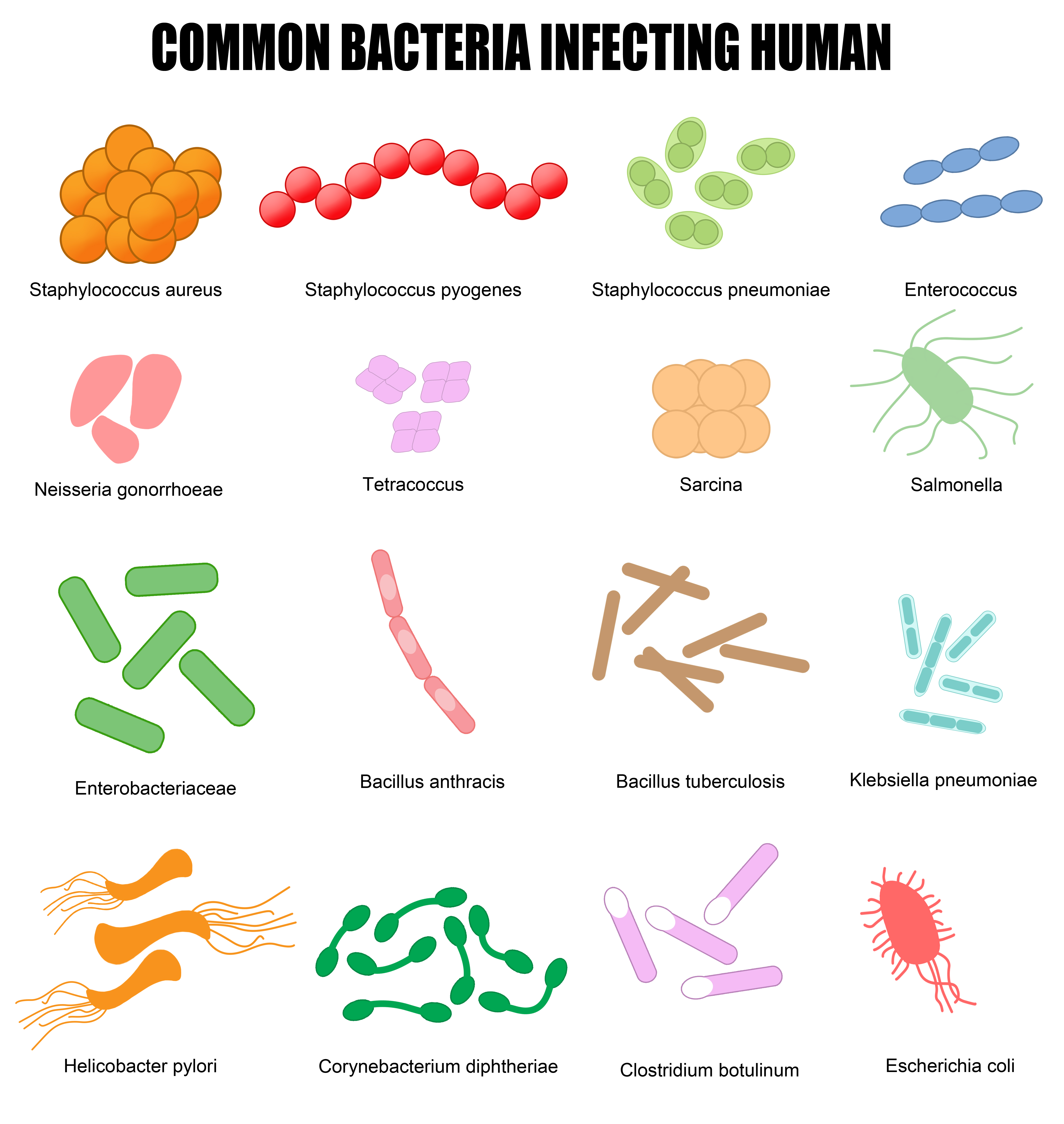 Бактерии человека название. Бациллы клострдии и бакткри.. Формы бактерий. Бактерии названия. Названия бацилл.