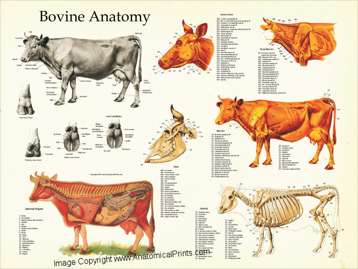 Cow Anatomy Posters diagram of a cows skull 
