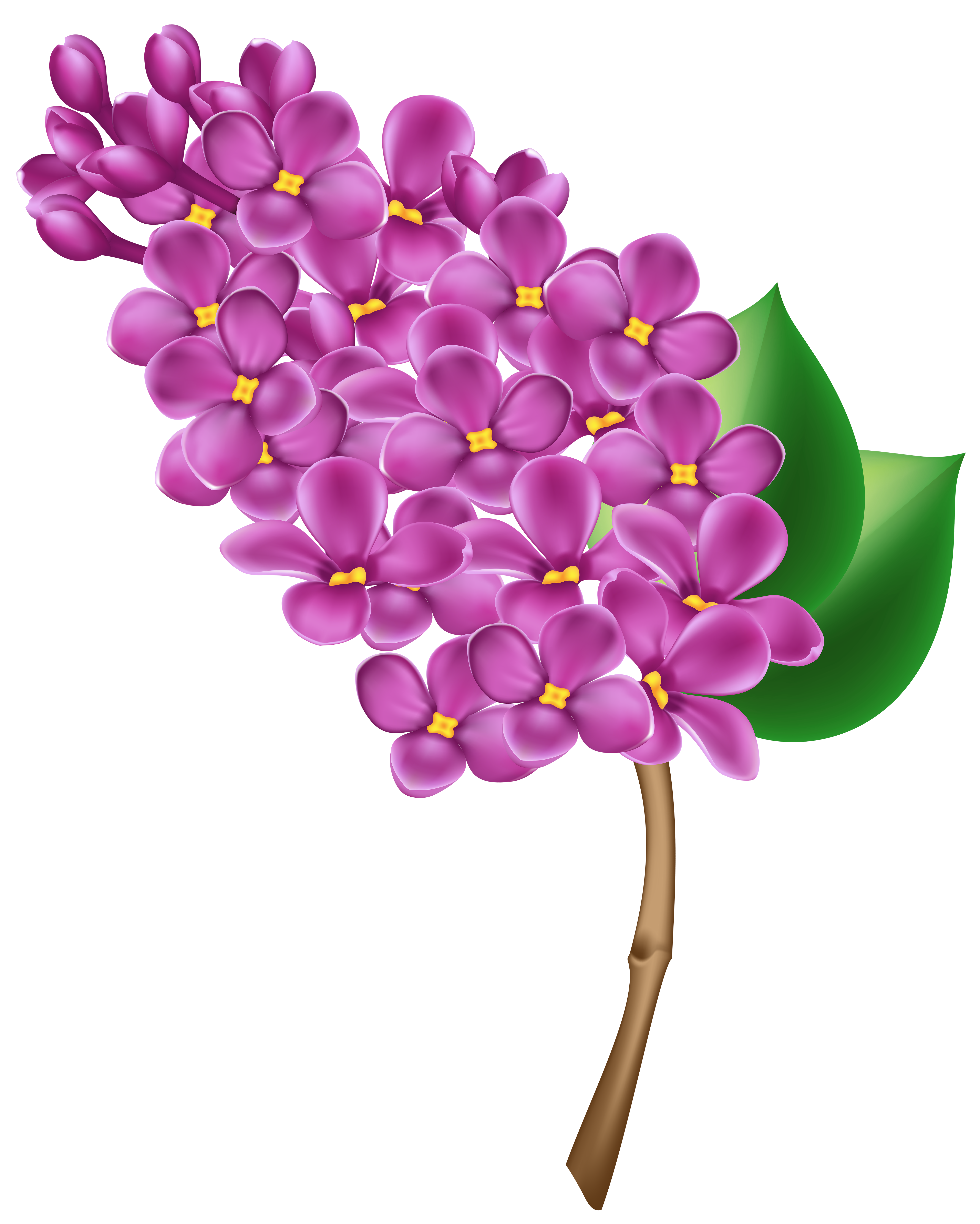 Lilac Transparent PNG Clip Art Image 
