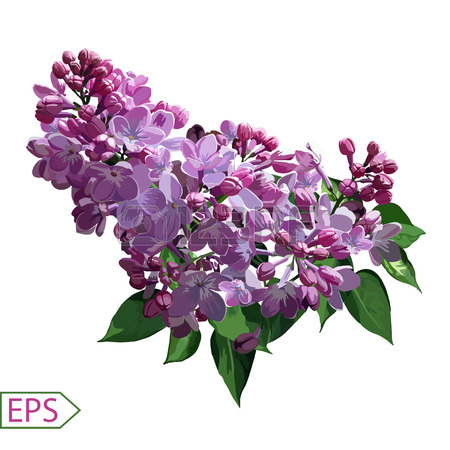 Free Lilac Flower Cliparts, Download Free Lilac Flower Cliparts png ...