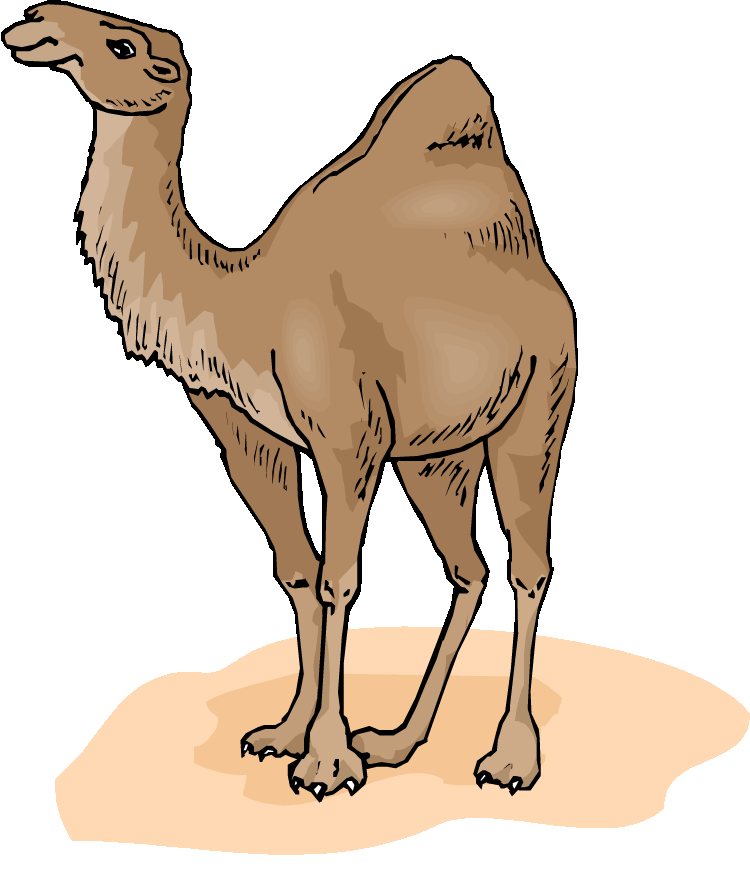 Camel clipart image 